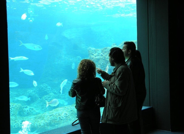 Picture 38 for Activity Heraklion: Heraklion Market & CretAquarium *SKIP The Line