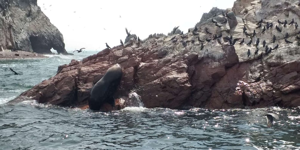 Picture 3 for Activity Ica: Ballestas Island & Paracas Reserve Private Tour