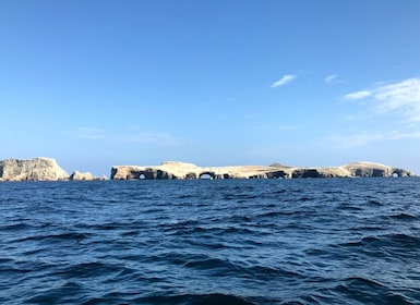 イカ：バジェスタス島＆パラカス保護区プライベートツアー