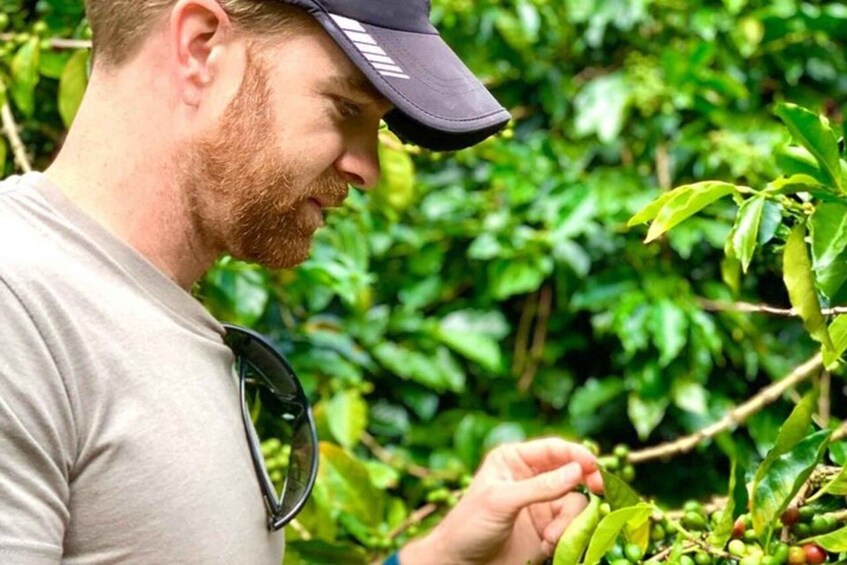 Picture 9 for Activity From Medellin: Private Guatape Car Tour with Coffee Tour