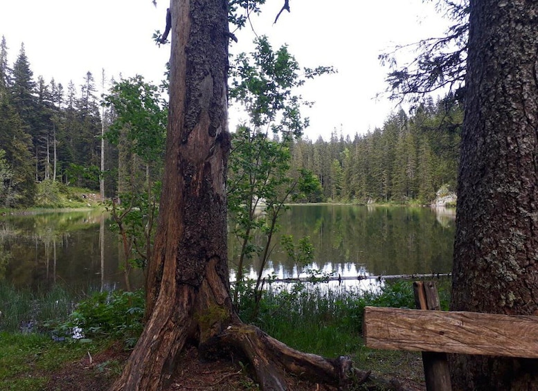 Picture 12 for Activity Podgorica: Durmitor and Biogradska Gora National Parks Tour