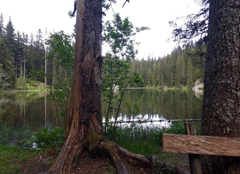 Picture 12 for Activity Podgorica: Durmitor National Park Day Trip via Tara Canyon