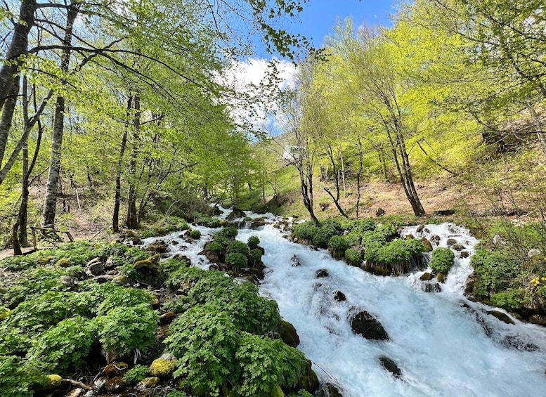 Picture 15 for Activity Podgorica: Durmitor and Biogradska Gora National Parks Tour