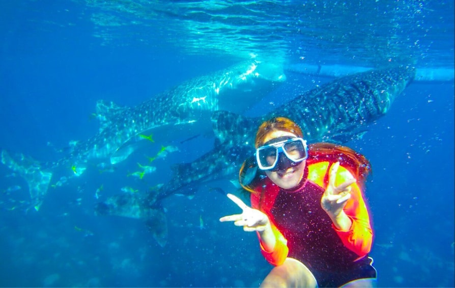 Picture 2 for Activity Oslob: Sumilon Sand Bar, Whale Sharks & Snorkeling Day Trip