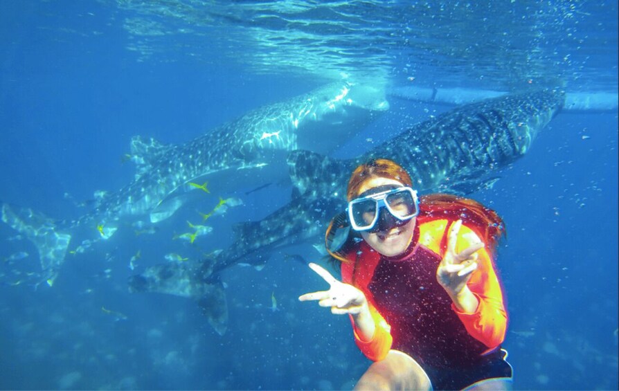 Picture 2 for Activity Oslob: Sumilon Sand Bar, Whale Sharks & Sardines Snorkeling