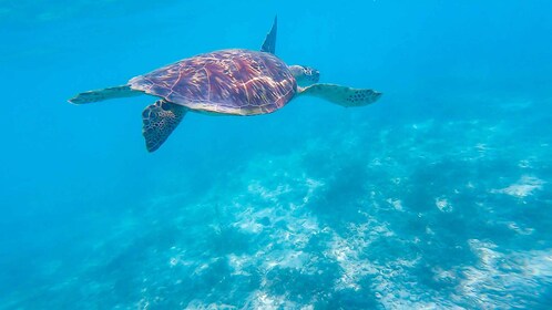 Oslob : Sumilon Sand Bar, Requins-baleines et sardines Plongée en apnée