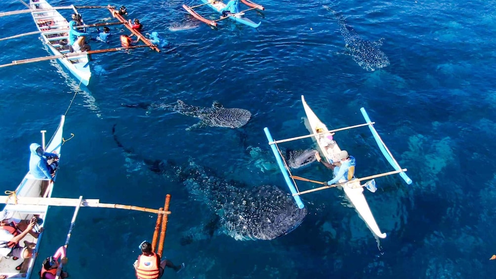 Picture 3 for Activity Oslob: Sumilon Sand Bar, Whale Sharks & Snorkeling Day Trip