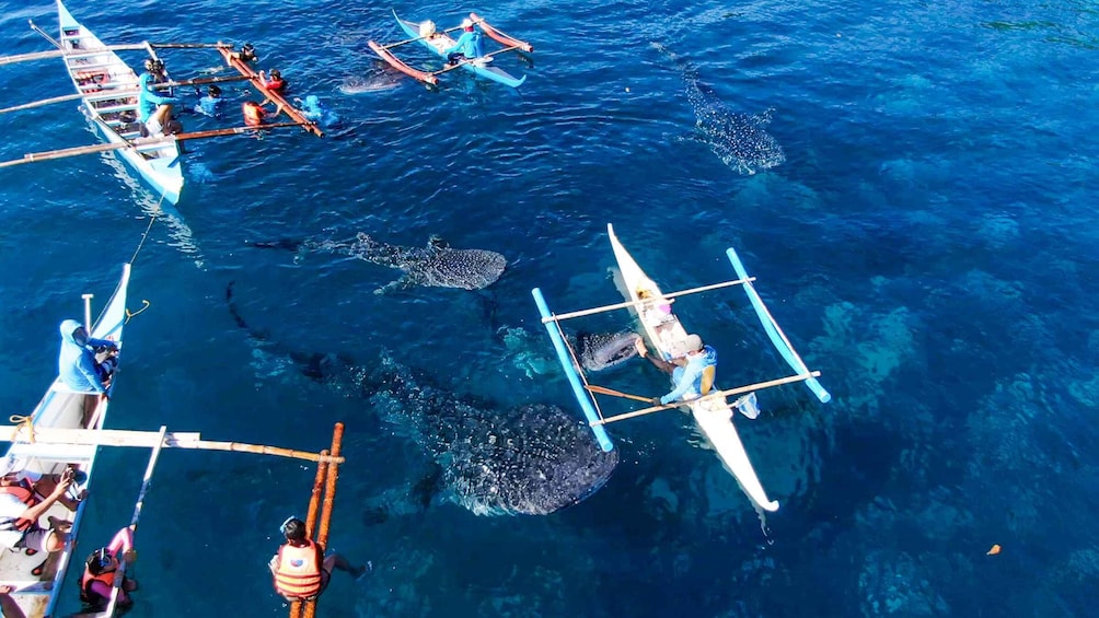 Picture 3 for Activity Oslob: Sumilon Sand Bar, Whale Sharks & Sardines Snorkeling