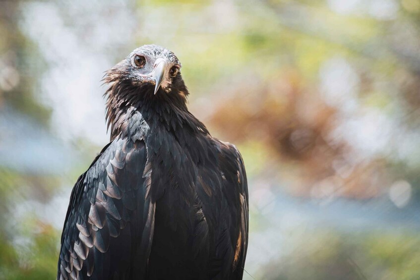 Picture 2 for Activity Margaret River: Birds of Prey Encounter and Forest Walk