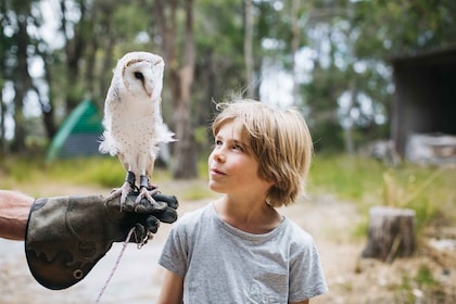 Margaret River: rencontre avec des oiseaux de proie et promenade en forêt