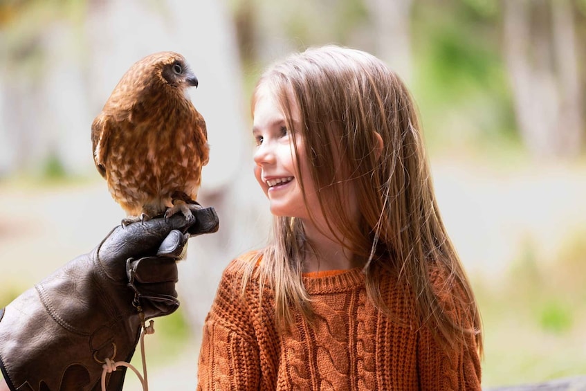 Picture 3 for Activity Margaret River: Birds of Prey Encounter and Forest Walk