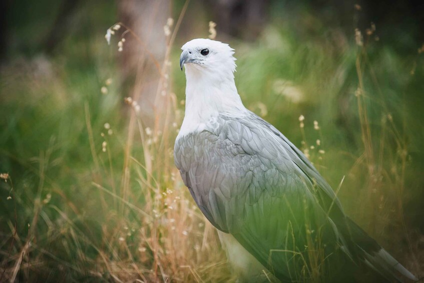 Picture 5 for Activity Margaret River: Birds of Prey Encounter and Forest Walk