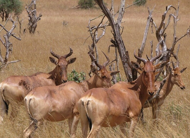 Picture 7 for Activity From Nairobi: Hell’s Gate National Park Day Trip