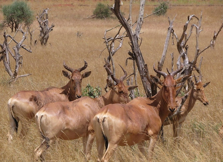 Picture 7 for Activity From Nairobi: Hell’s Gate National Park Day Trip