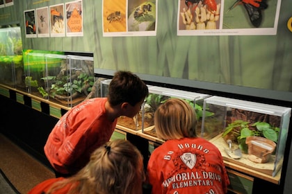 Houston Museum of Natural Science: Cockrell Butterfly Centre