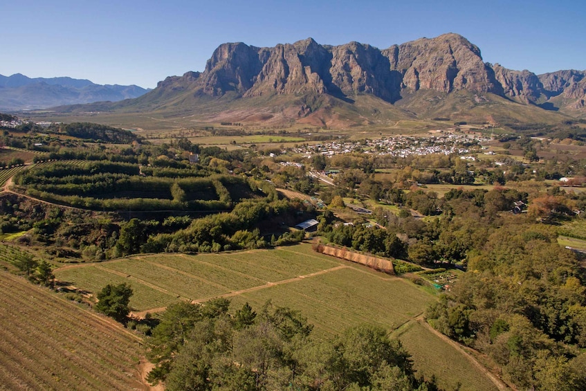 Picture 8 for Activity Cape Town: Full-Day Wine Tasting Tour with Wine Tram