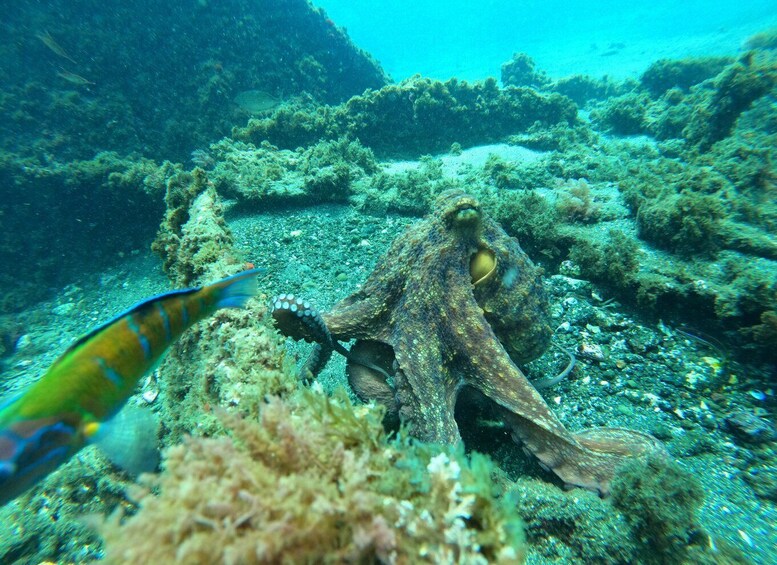 Picture 4 for Activity Angra do Heroísmo: SSI Try Scuba Program in a Shipwreck