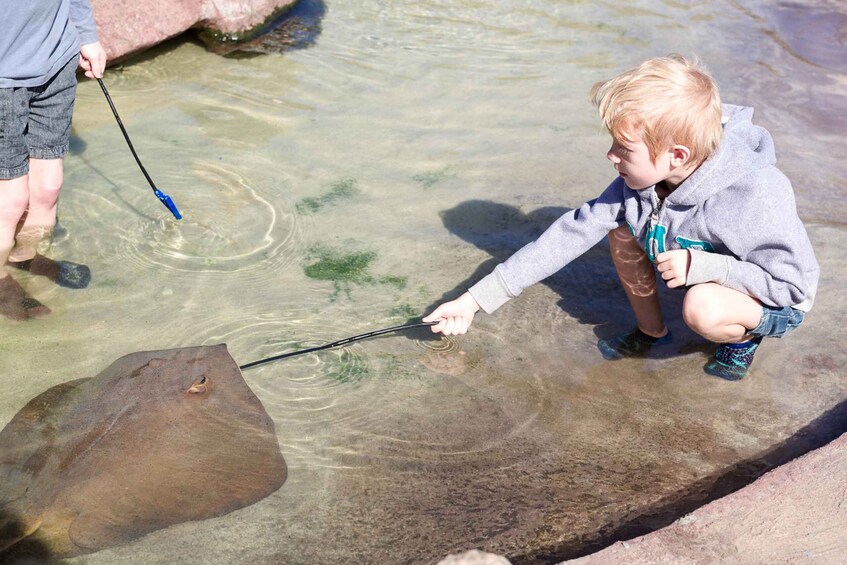 Picture 4 for Activity Anna Bay: Irukandji Entry and Shallow Water Shark Encounter