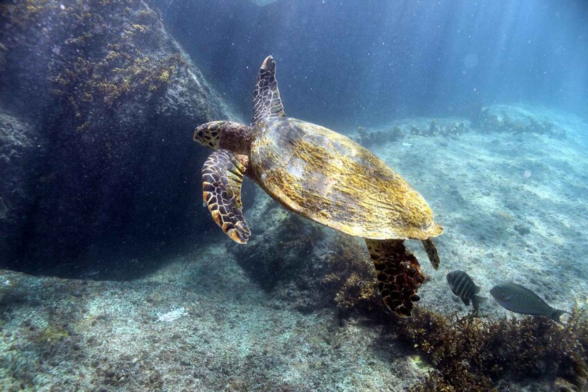 Picture 1 for Activity Praslin: Curieuse StPierre Guided Tour, BBQ & 2x Snorkeling