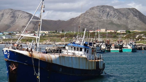 Ciudad del Cabo: tour de buceo con tiburones en el puerto de Gansbaai