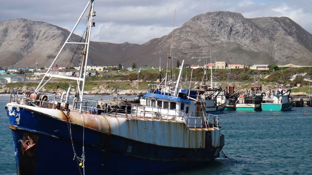 Cape Town: Shark Diving at Gansbaai Harbor Tour