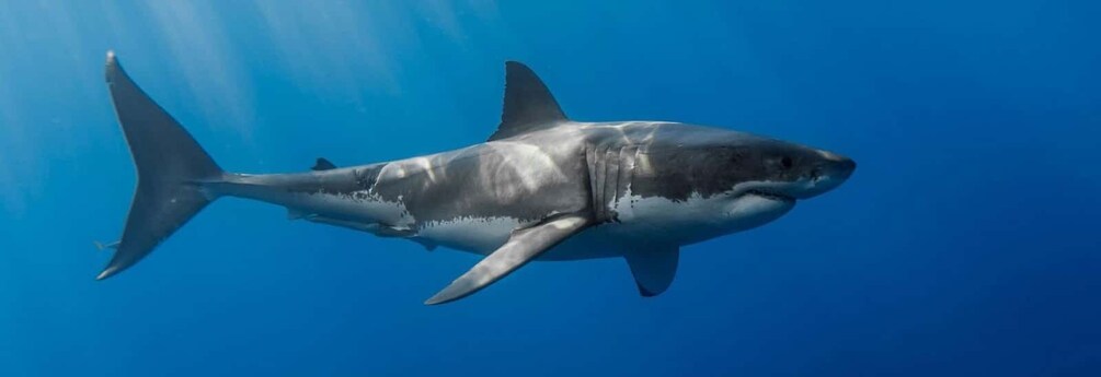 Picture 1 for Activity Cape Town: Shark Diving at Gansbaai Harbor Tour