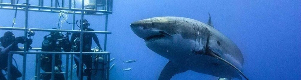 Picture 2 for Activity Cape Town: Shark Diving at Gansbaai Harbor Tour