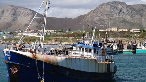 Kaapstad: Haaien duiken in de haven van Gansbaai privétour