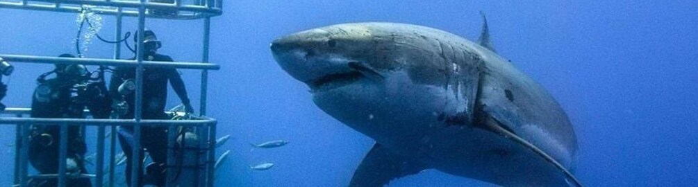 Picture 2 for Activity Cape Town: Shark Diving at Gansbaai Harbor Private Tour