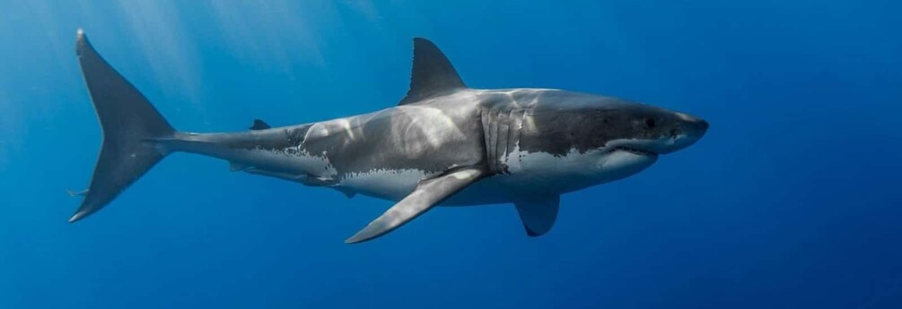 Picture 1 for Activity Cape Town: Shark Diving at Gansbaai Harbor Private Tour