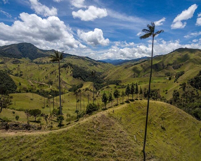 Picture 1 for Activity Pereira/Armenia: Private Cocora Valley & Salento Hiking Tour