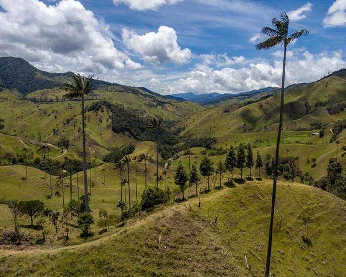 Picture 1 for Activity Pereira/Armenia: Private Cocora Valley & Salento Hiking Tour