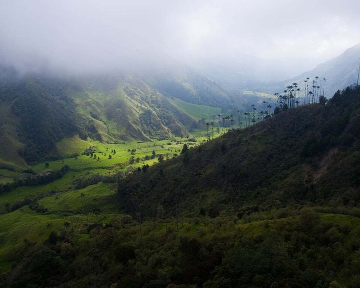 Picture 5 for Activity Pereira/Armenia: Private Cocora Valley & Salento Hiking Tour