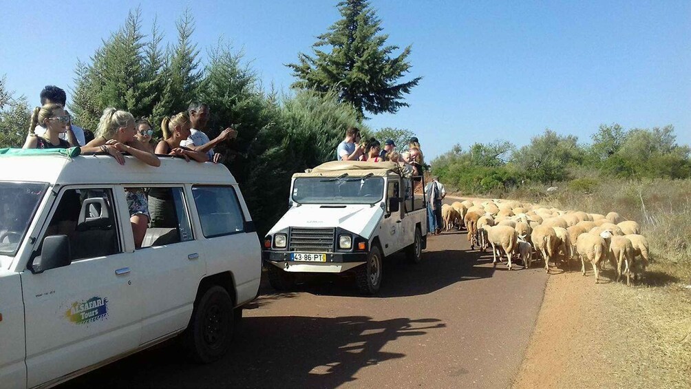 Picture 13 for Activity From Albufeira: 4x4 Off-Road Safari & Vineyard Wine Tasting