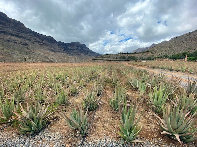 Gran Canaria Tour with Teror, Tejeda and Lunch in Fataga