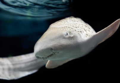 Lyon: Tiket Masuk Akuarium