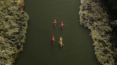 Ebro Delta: Guided Kayak Tour to Gracia Island