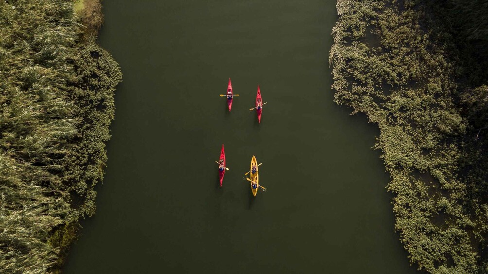 Ebro Delta: Guided Kayak Tour to Gracia Island