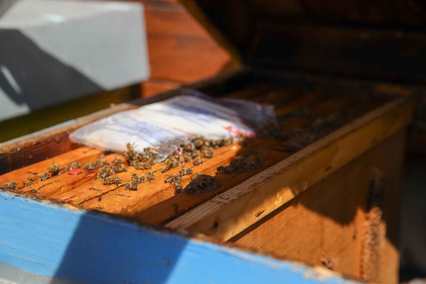 Picture 3 for Activity Lazise: Beekeeping Farm Tour and Tasting Experience