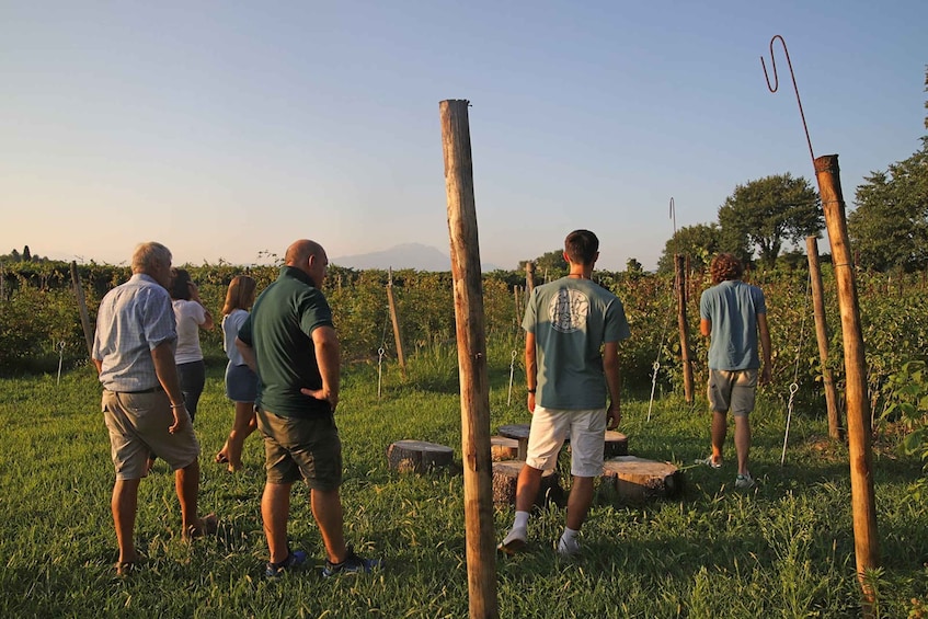 Picture 2 for Activity Lazise: Beekeeping Farm Tour and Tasting Experience