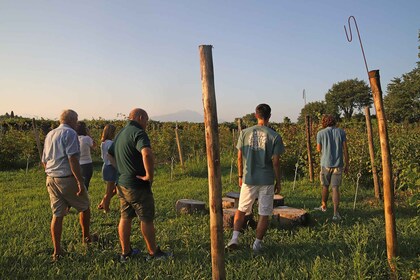 Lazise: Rundvisning på biavlergård og smagsprøver