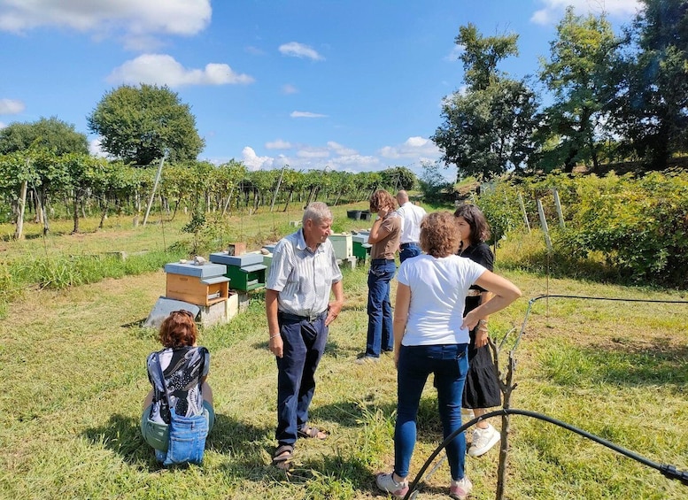 Picture 5 for Activity Lazise: Beekeeping Farm Tour and Tasting Experience