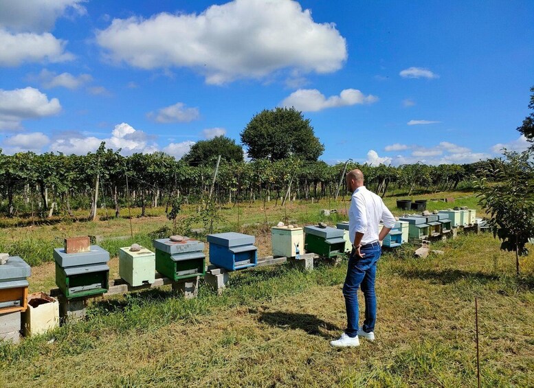 Lazise: Beekeeping Farm Tour and Tasting Experience