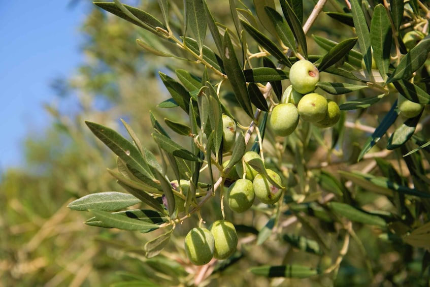 Cres: Olive Oil Walking Tour with Tastings