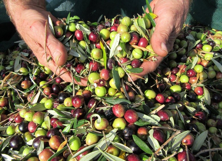Picture 3 for Activity Cres: Olive Oil Walking Tour with Tastings