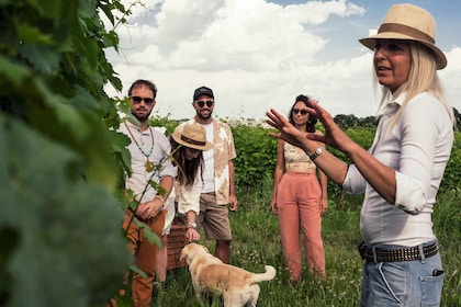 Gardasee: Weinbergstour und Weinverkostung