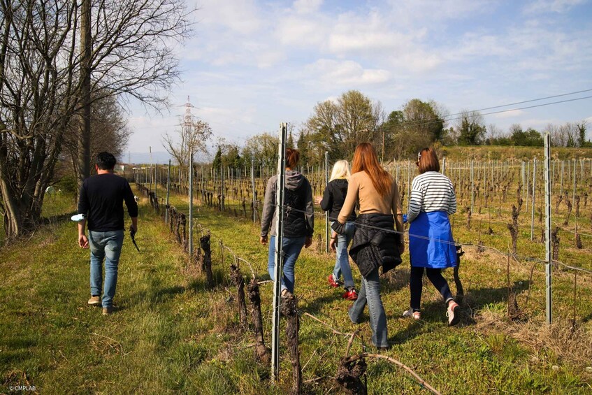 Picture 12 for Activity Lake Garda: Vineyards Tour and Wine Tasting