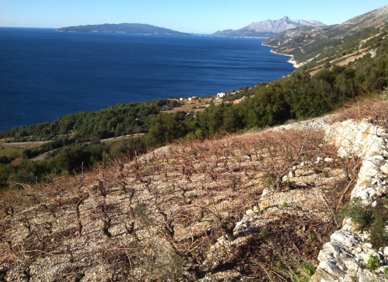 Picture 4 for Activity Dubrovnik: Deep Red Wine Tour of Pelješac