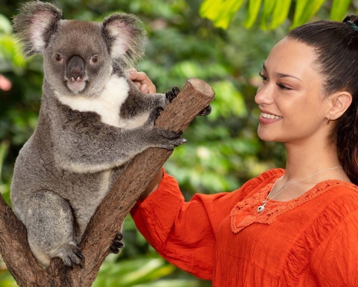 Kuranda: Koalas, Birds and Butterflies Experience