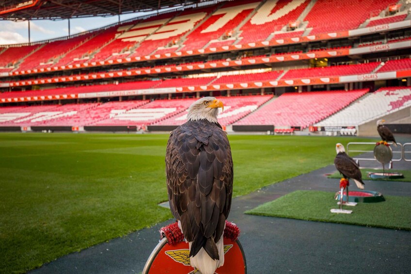 Picture 22 for Activity Lisbon: Customized Luz Stadium and Guided Museum Tour